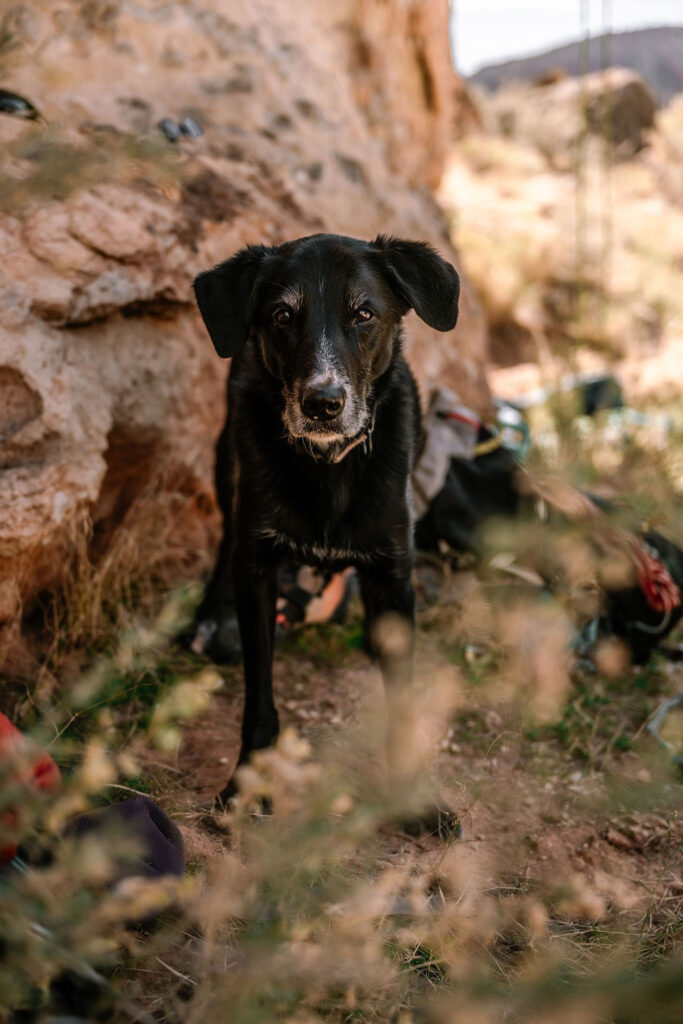 detail shot of dog sitting in front of a rock