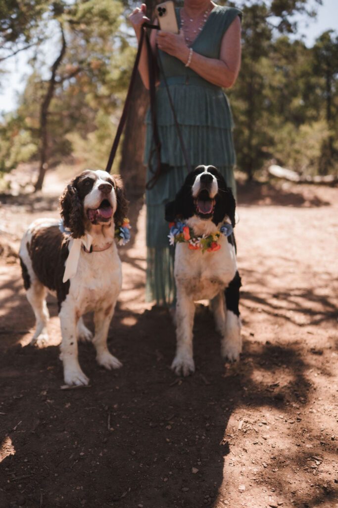 photo of dogs with flower collars