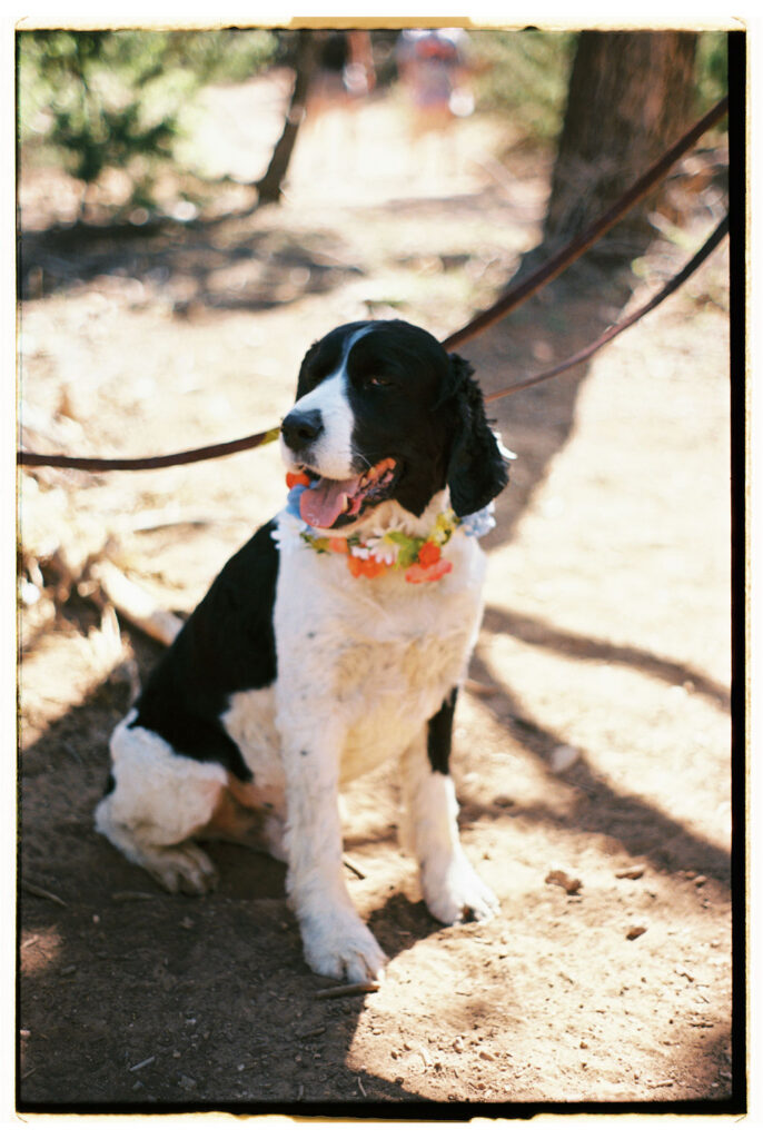 photo with dog with flower collar